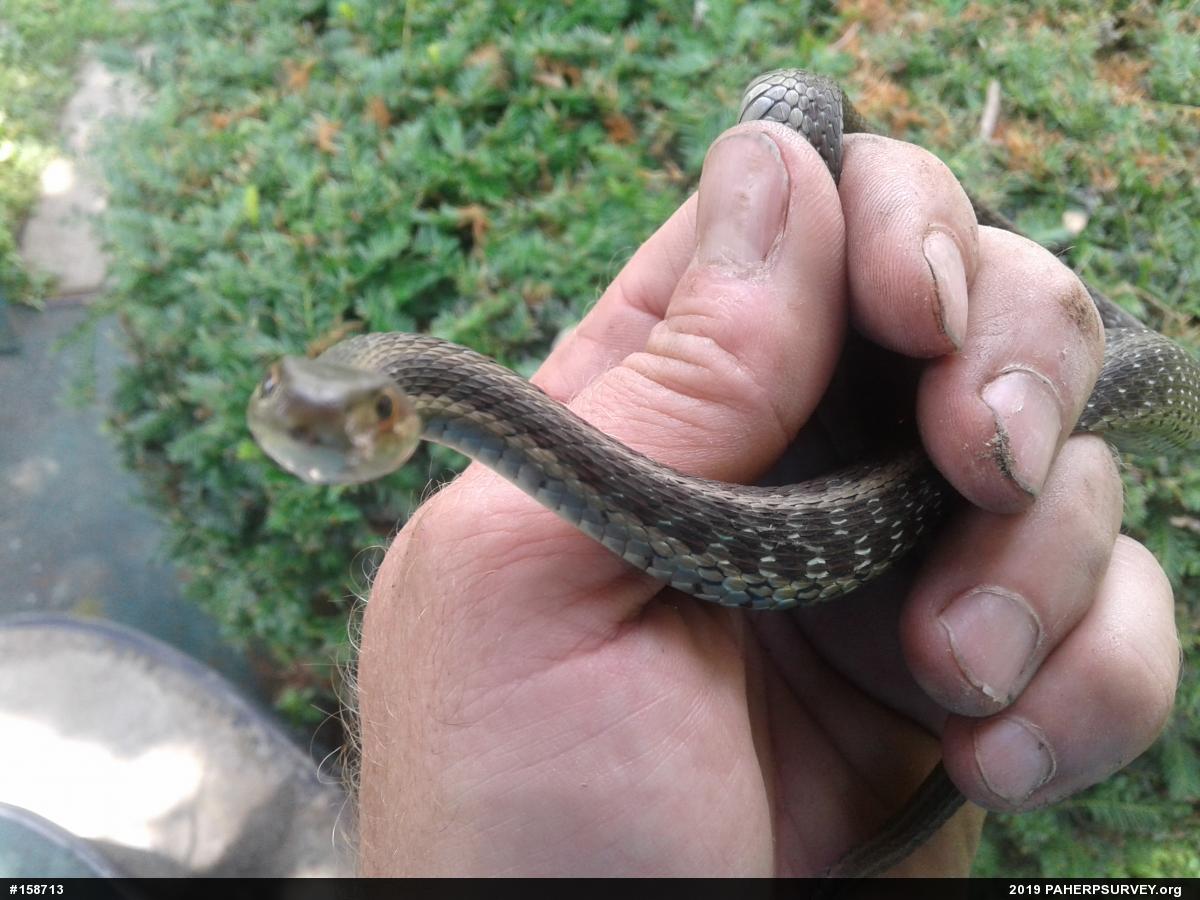 Eastern Gartersnake