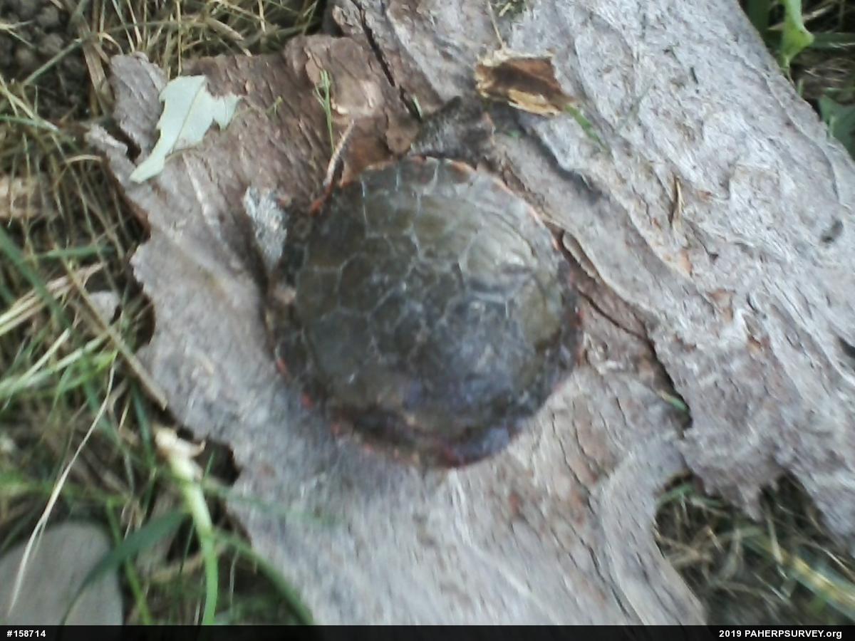 Midland Painted Turtle