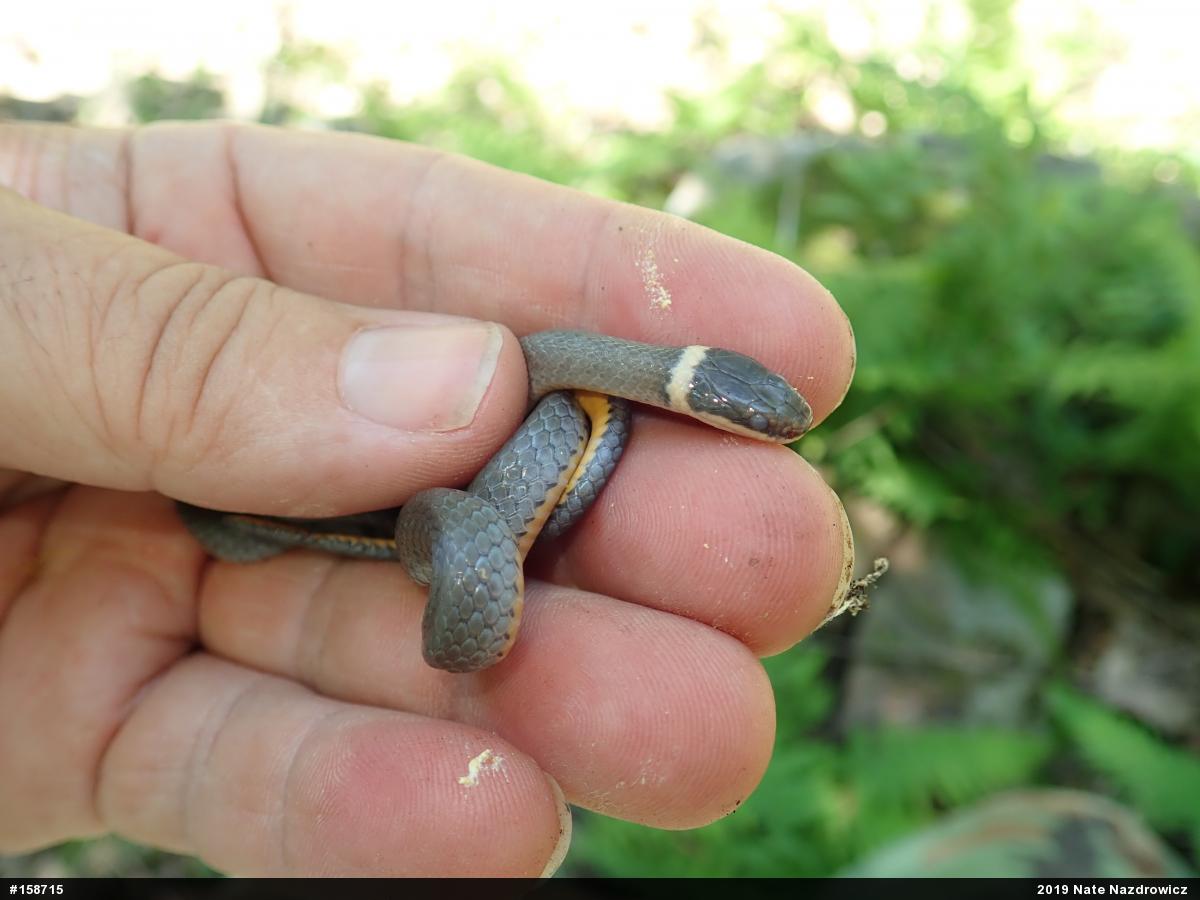 Northern Ring-necked Snake