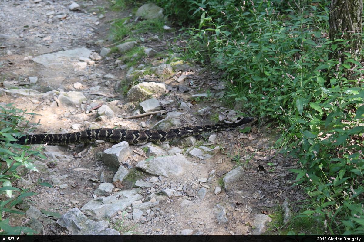 Timber Rattlesnake