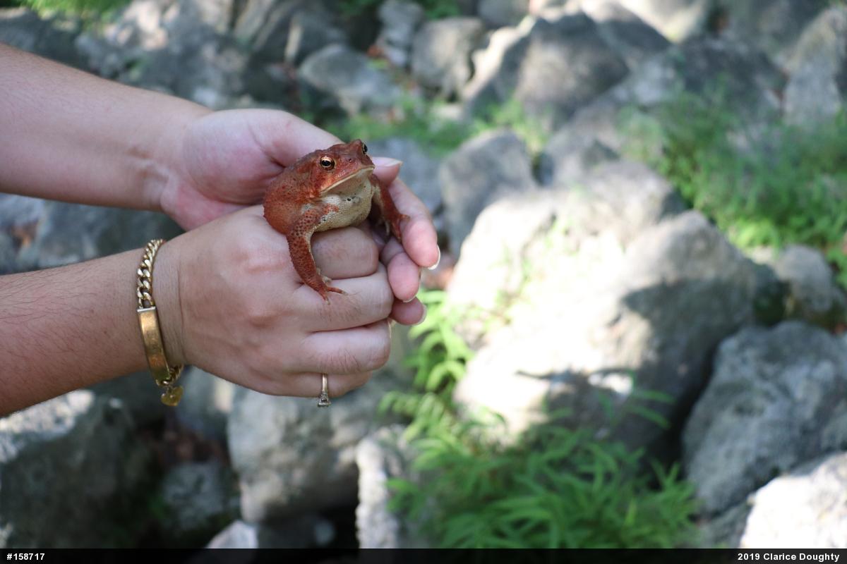 Eastern American Toad