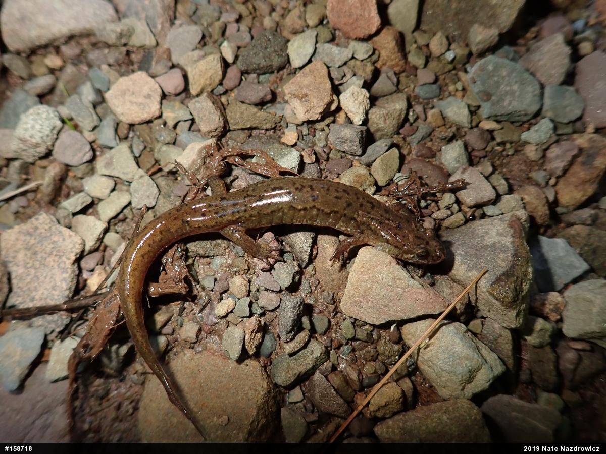 Northern Dusky Salamander