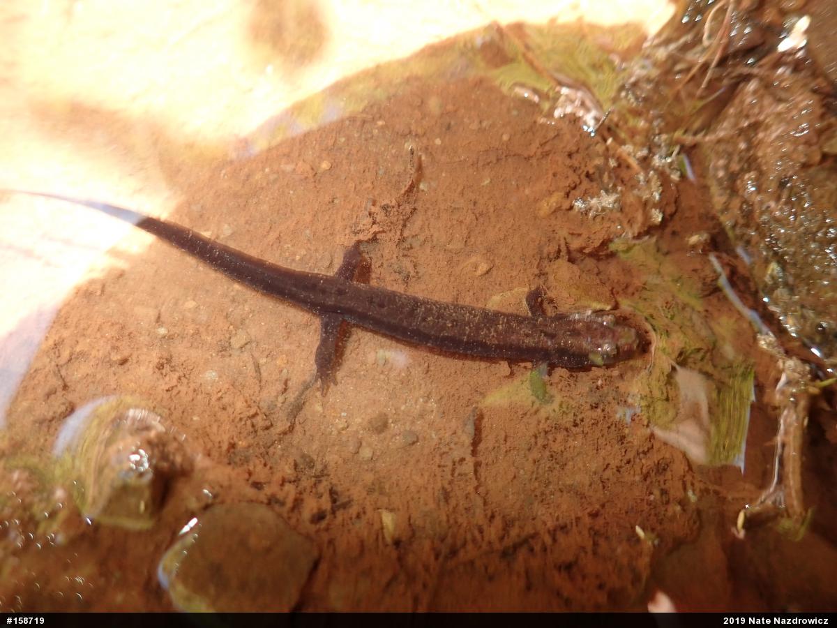 Allegheny Mountain Dusky Salamander