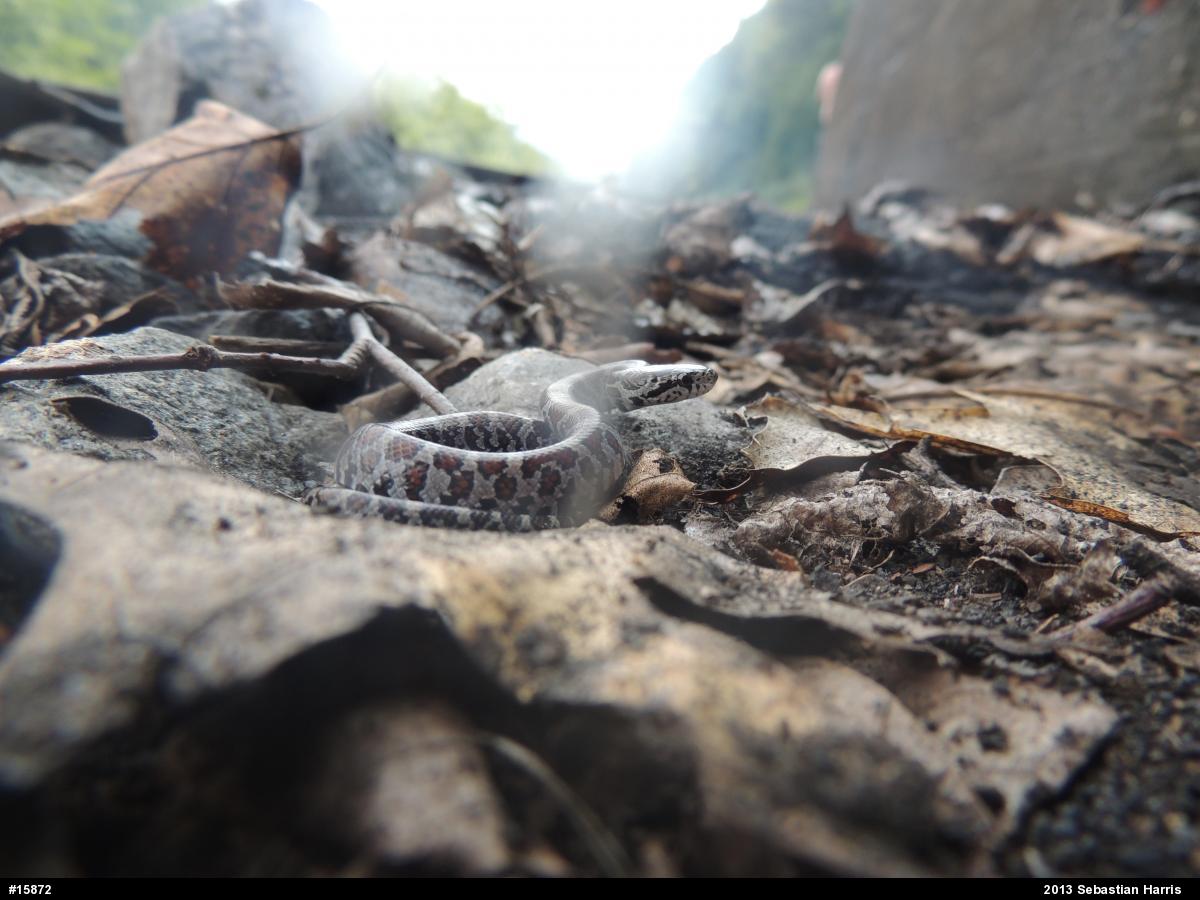 Eastern Milksnake