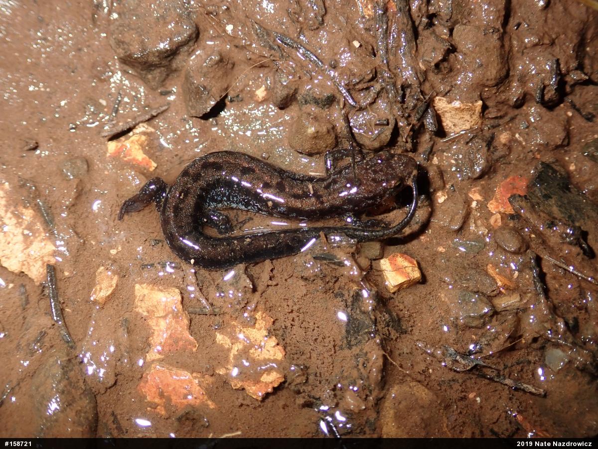 Allegheny Mountain Dusky Salamander
