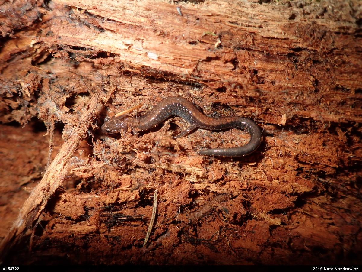 Eastern Red-backed  Salamander