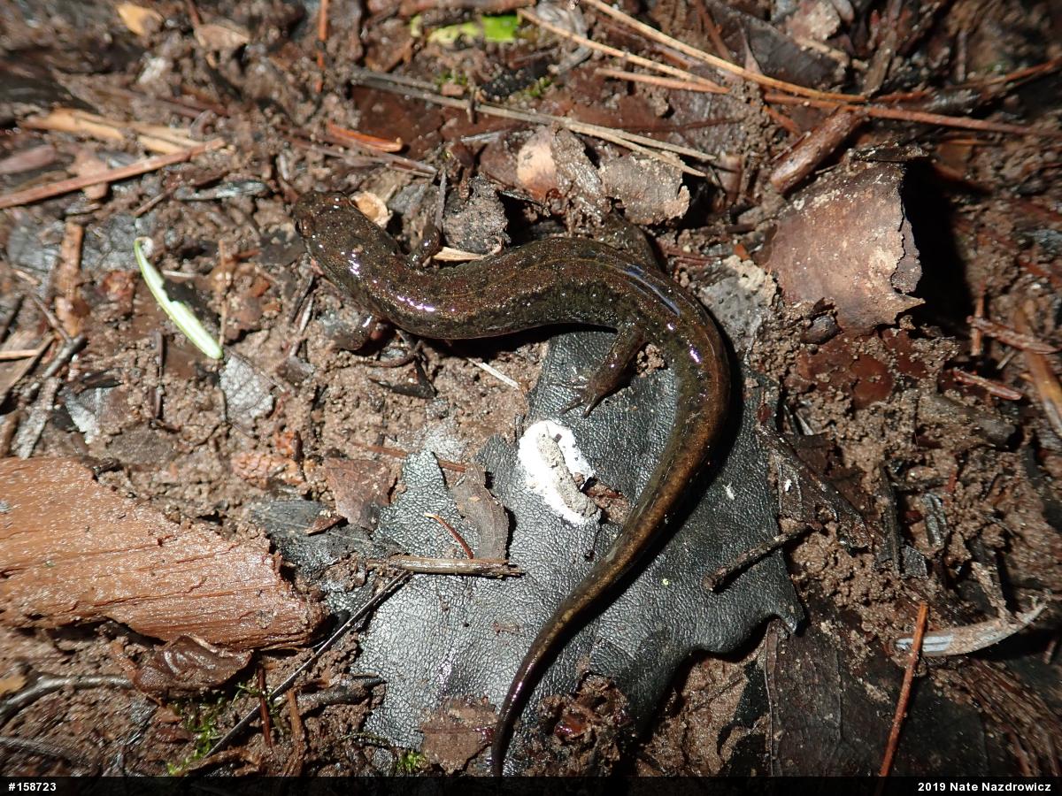 Northern Dusky Salamander