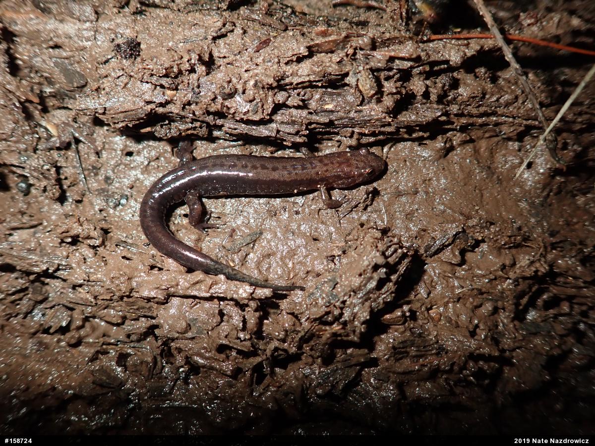 Allegheny Mountain Dusky Salamander