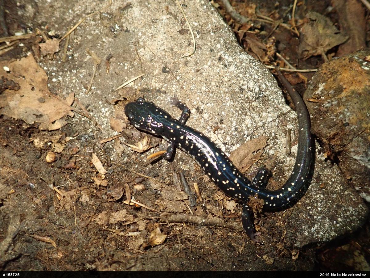 Northern Slimy Salamander