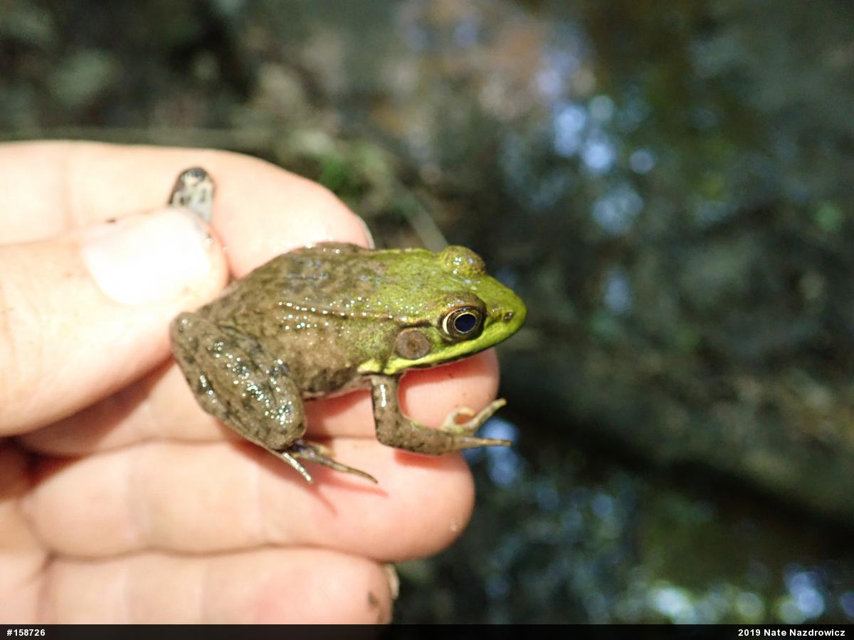 Green Frog