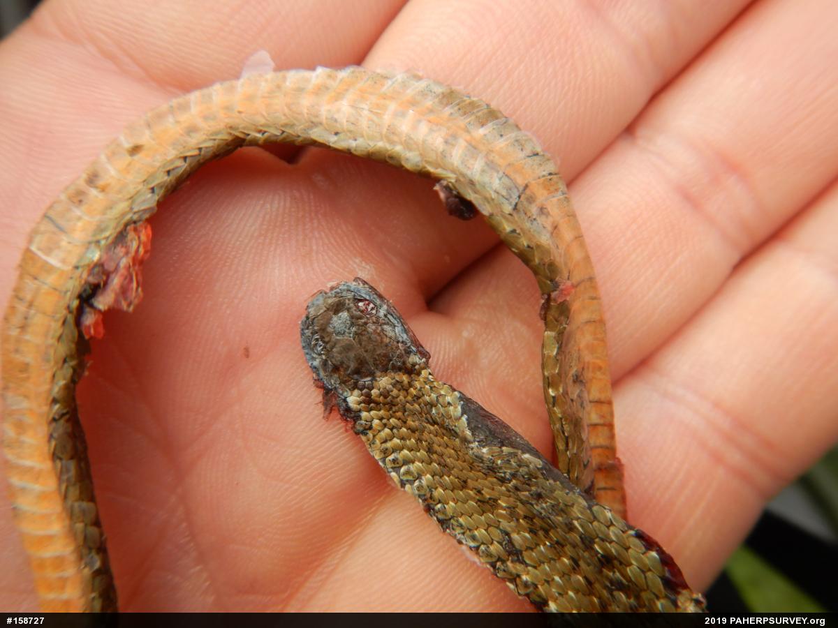 Red-bellied Snake