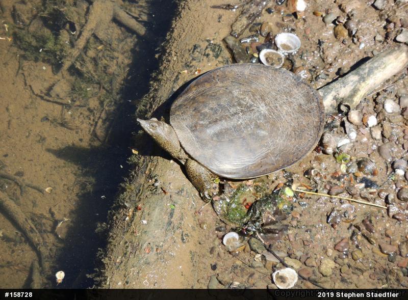 Eastern Spiny Softshell