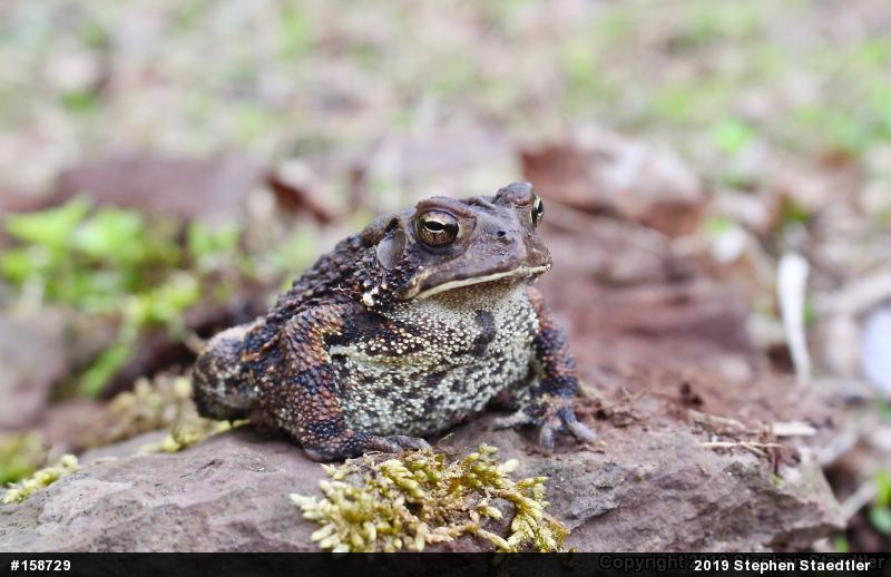 Eastern American Toad