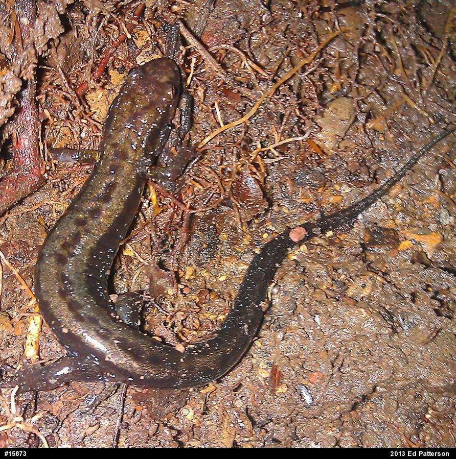 Allegheny Mountain Dusky Salamander