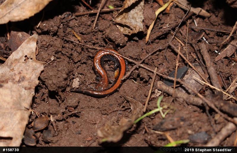 Eastern Red-backed  Salamander