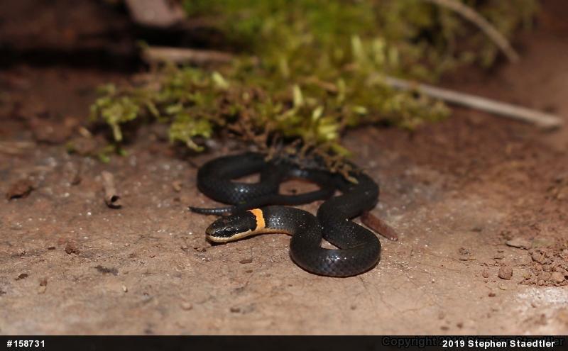Northern Ring-necked Snake
