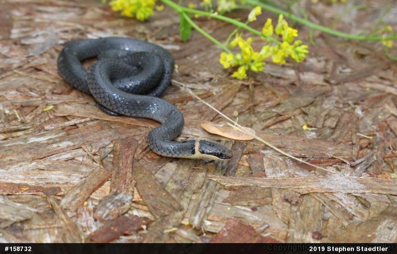 Northern Ring-necked Snake