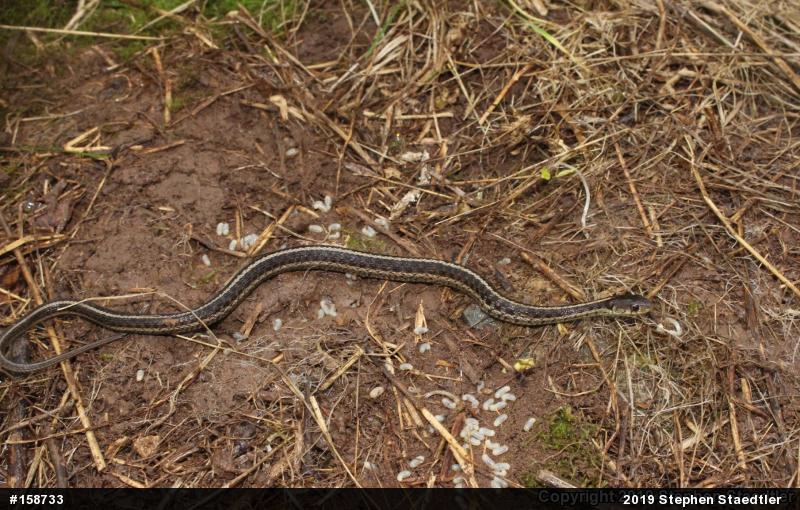 Eastern Gartersnake