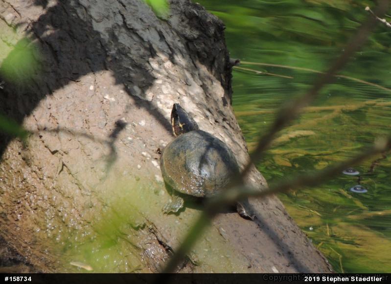 Eastern Musk Turtle