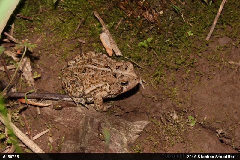 Eastern American Toad