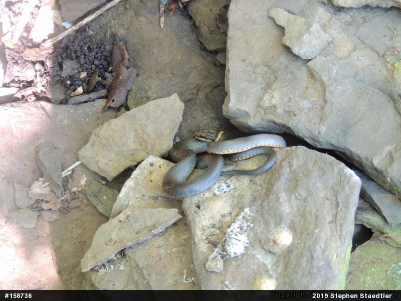 Northern Ring-necked Snake