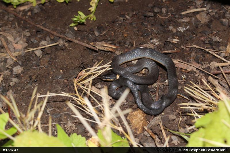 Northern Ring-necked Snake