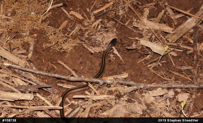 Eastern Gartersnake