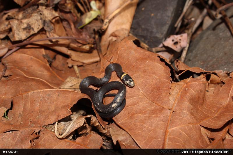 Northern Ring-necked Snake
