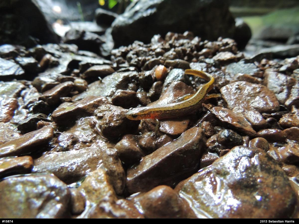Northern Two-lined Salamander