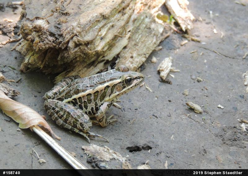 Pickerel Frog