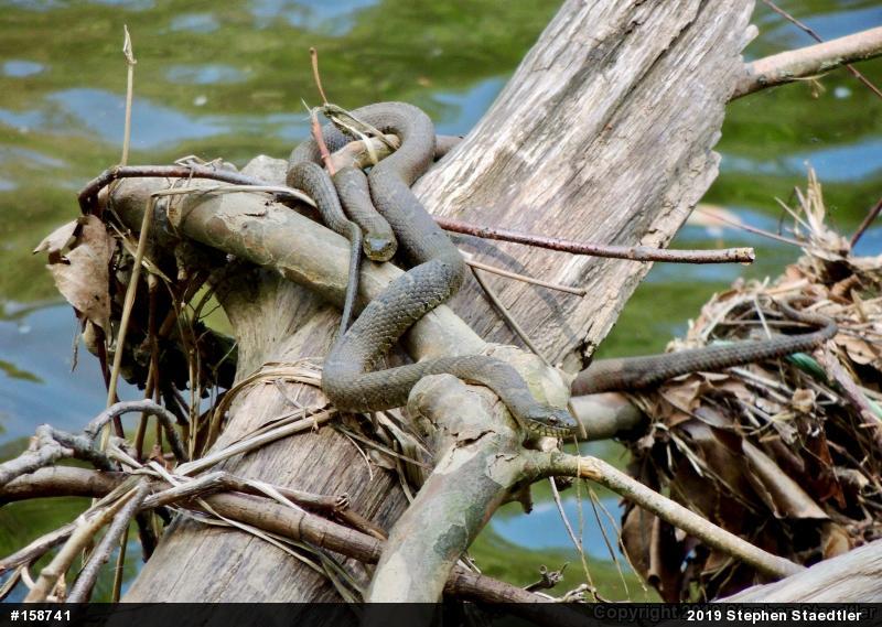 Northern Watersnake
