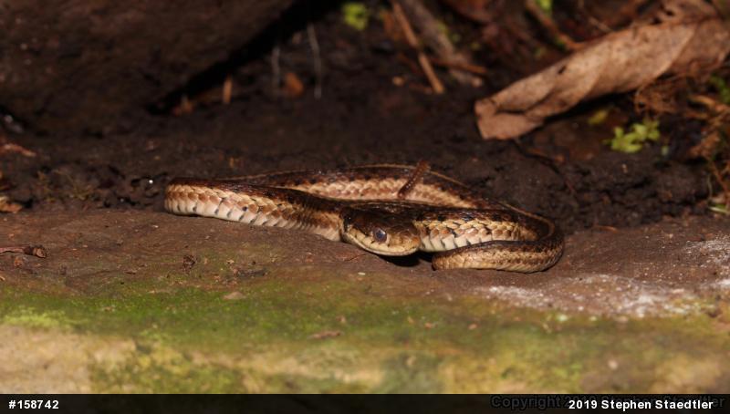 Eastern Gartersnake