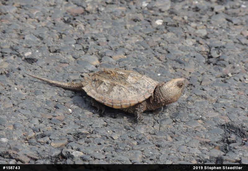 Snapping Turtle
