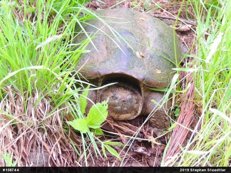 Snapping Turtle