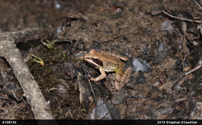 Wood Frog