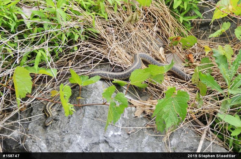 Eastern Gartersnake