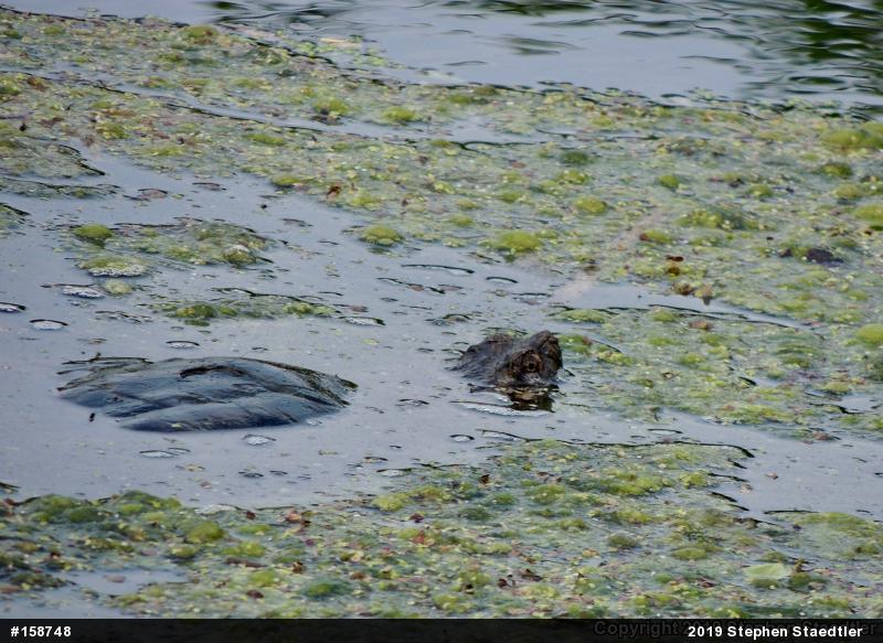 Snapping Turtle