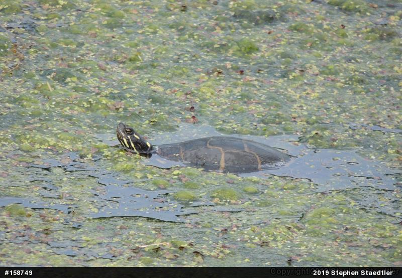 Midland Painted Turtle