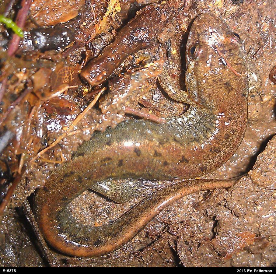 Northern Dusky Salamander