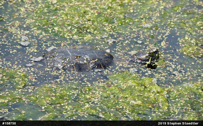 Red-eared Slider