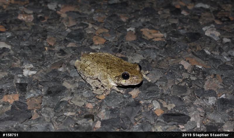 Unknown Gray Treefrog