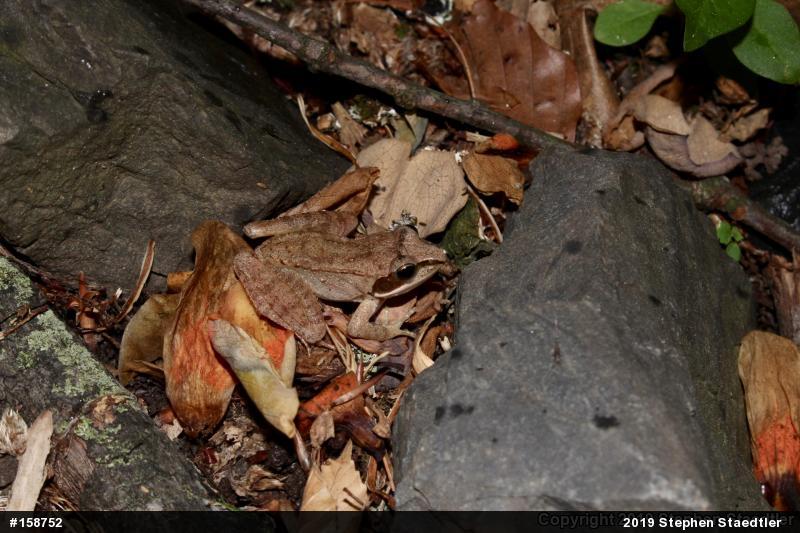 Wood Frog