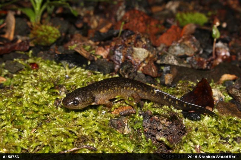 Spotted Salamander