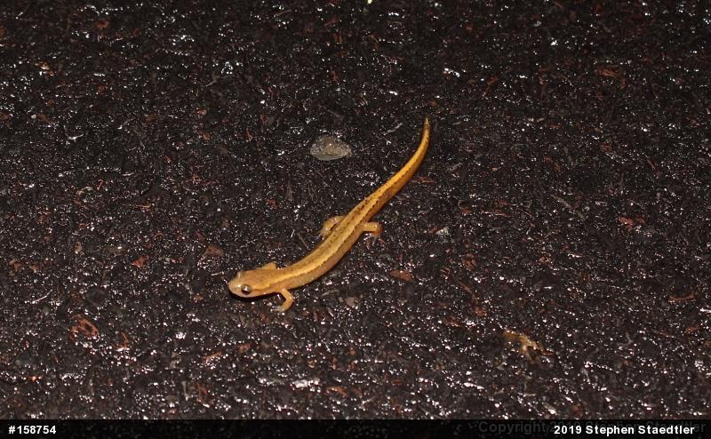 Northern Two-lined Salamander