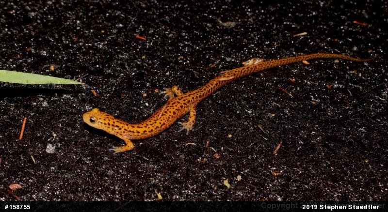 Eastern Long-tailed Salamander