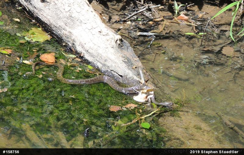 Northern Watersnake