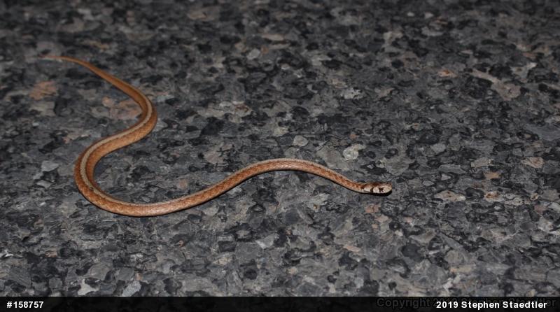 Dekay's Brownsnake