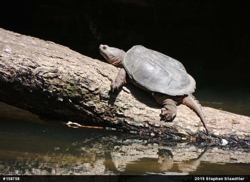 Snapping Turtle