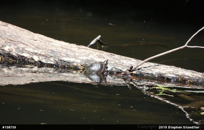 Eastern Musk Turtle