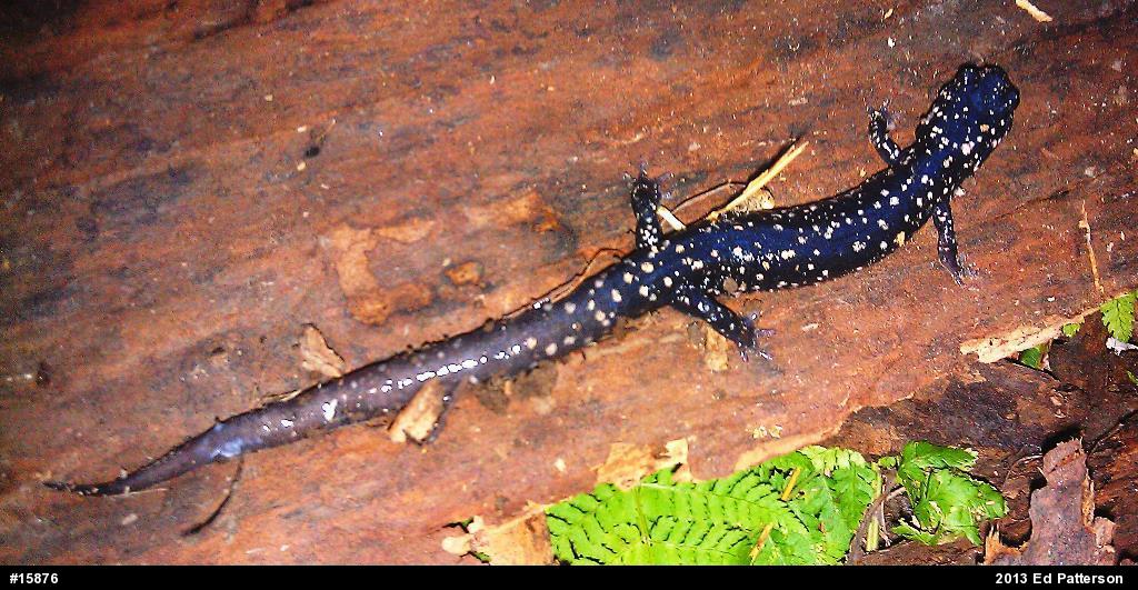 Northern Slimy Salamander